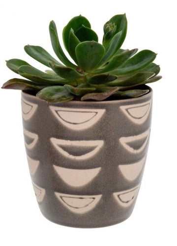LUNA POT