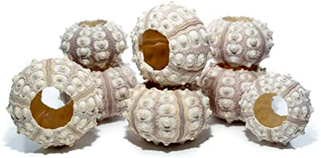 SPUTNIK SEA URCHIN