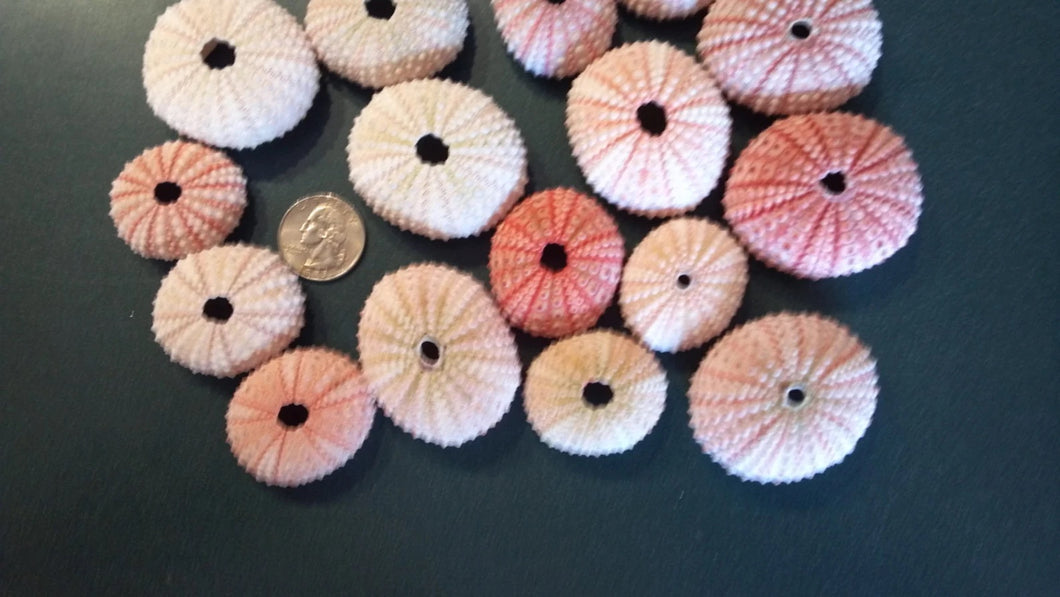 SMALL PINK SEA URCHIN